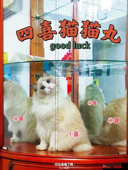 觊觎 1v2 猫丸：关于其的详细解读与深入分析