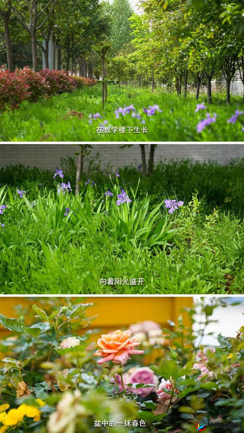 绿意盎然海角侄子：在大自然中绽放的青春与活力