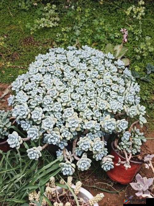 菊花留香：从多肉植物到文化符号的奇妙旅程