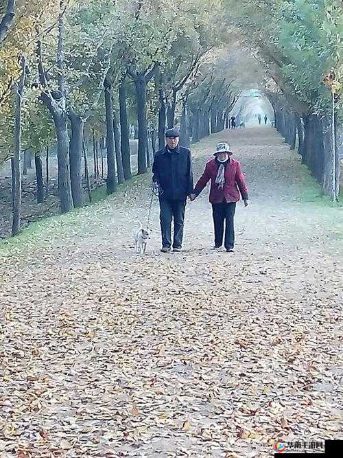 呆哥新婚兰兰三部曲：见证浪漫爱情开启幸福旅程