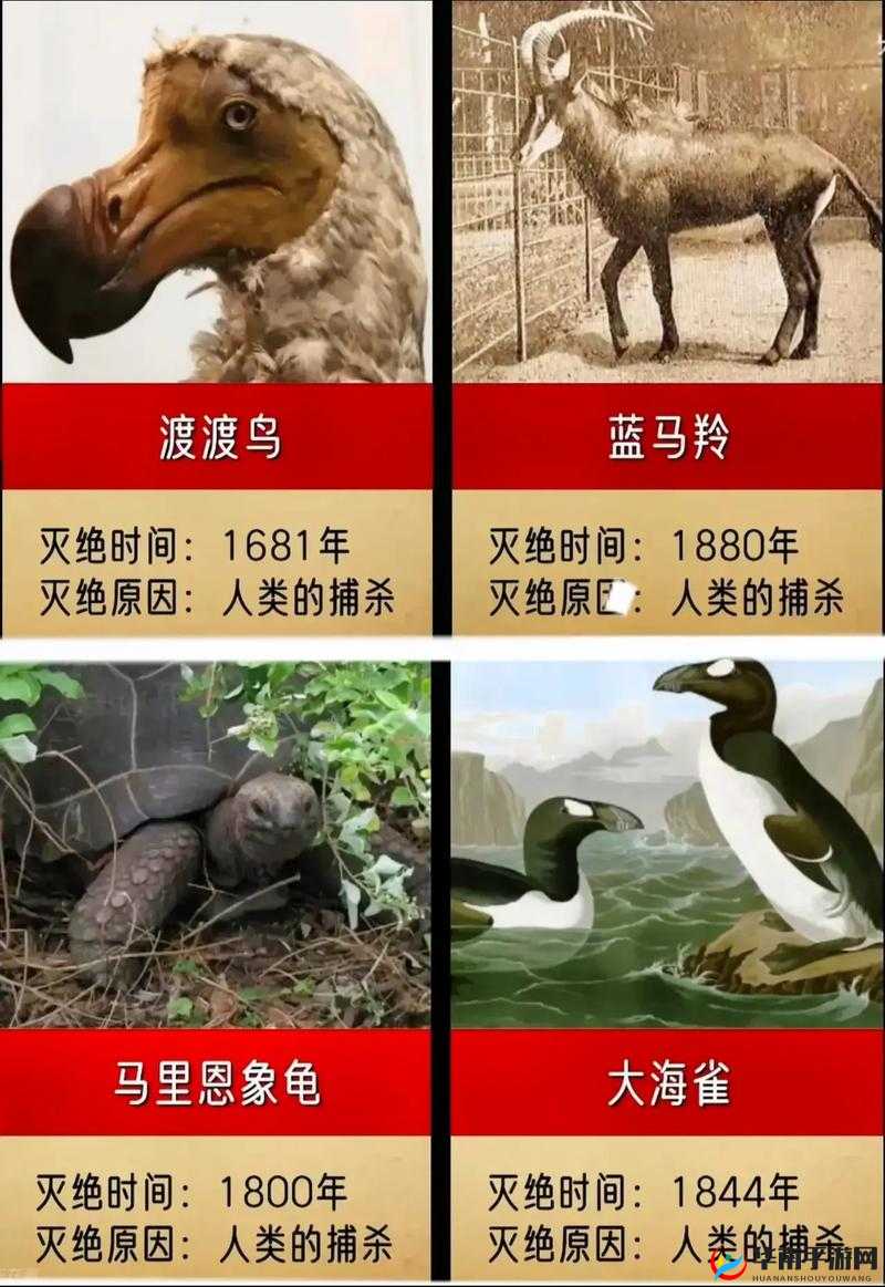 人与畜禽共性关系的重要性意义：探究动物对人类的价值和影响