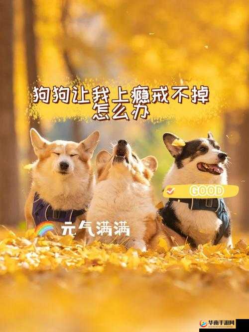 狗狗让我上瘾戒不掉怎么办：探寻背后的深层原因及解决之道