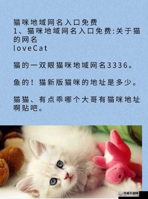 猫咪最新地域网名 3336PT3：关于它的有趣故事和奇妙经历