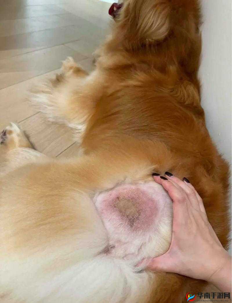 人狗胶配方大全狗狗一天：关于狗狗日常生活与饲养的全面指南