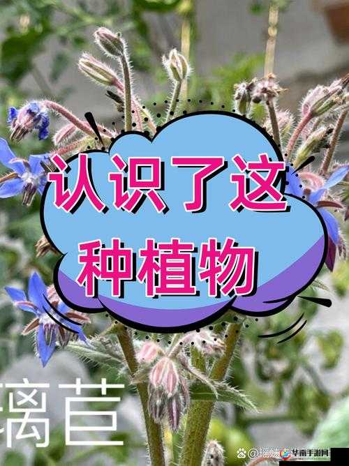 三夜草 GW2419 ：探索其神秘特性与潜在价值的征程