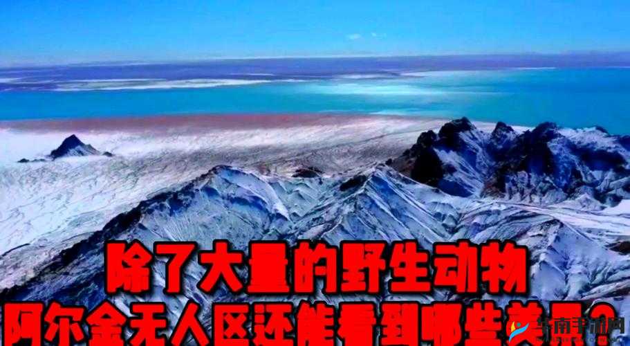 精彩无人区一码二码三码四码究竟隐藏着怎样的神秘与精彩