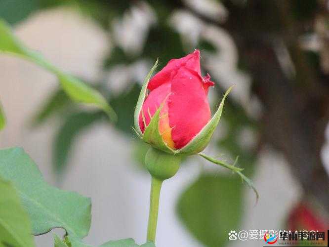 含苞待放的桃花欲将开发：静待春日盛景绽放时