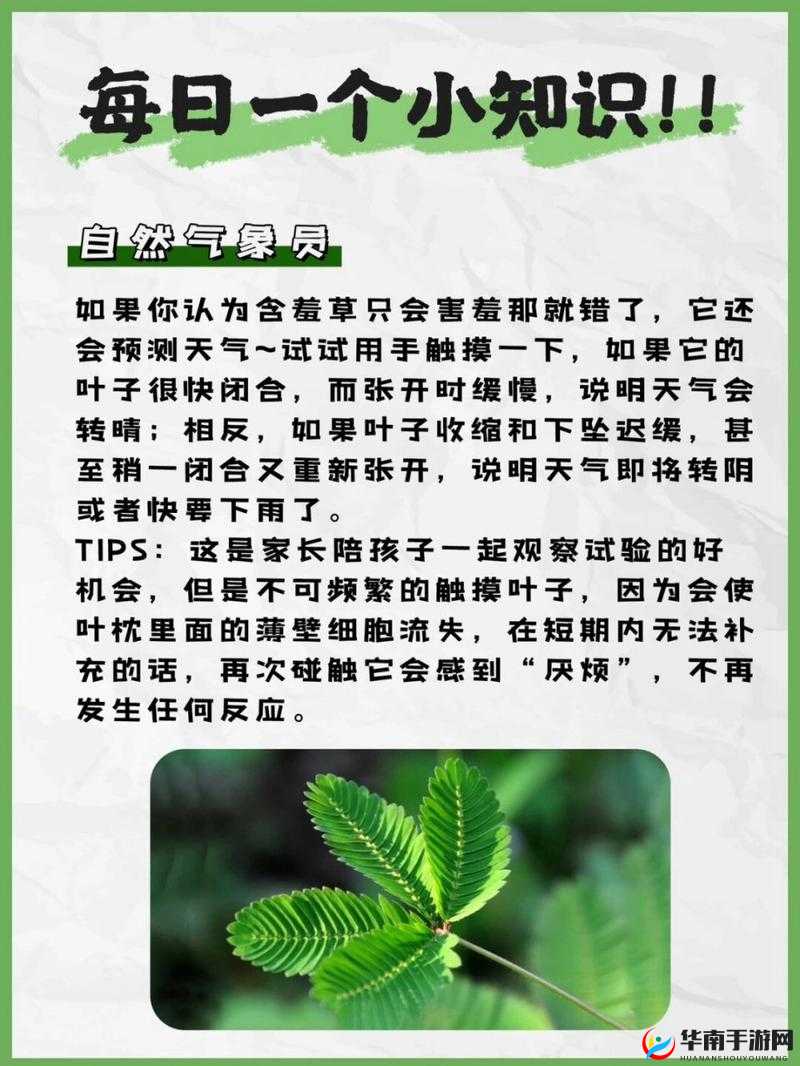 含羞草、四叶草、三叶草的奇妙世界