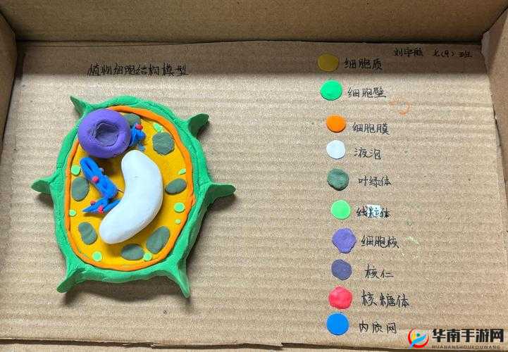 我成了生物课的教具篇 1：我的奇妙教具之旅开始啦
