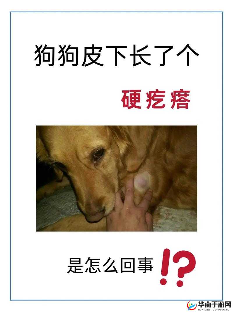狗狗身体出现又硬又长之物该如何应对