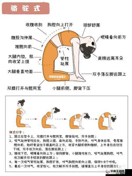 伽罗ちゃん的腿法正确解释：深入剖析其独特魅力与技巧