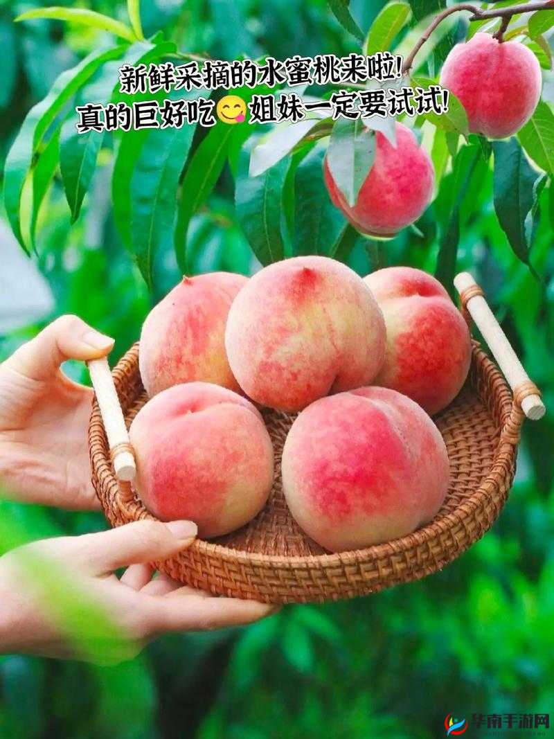 水蜜桃网站免费：提供新鲜美味的水蜜桃资讯