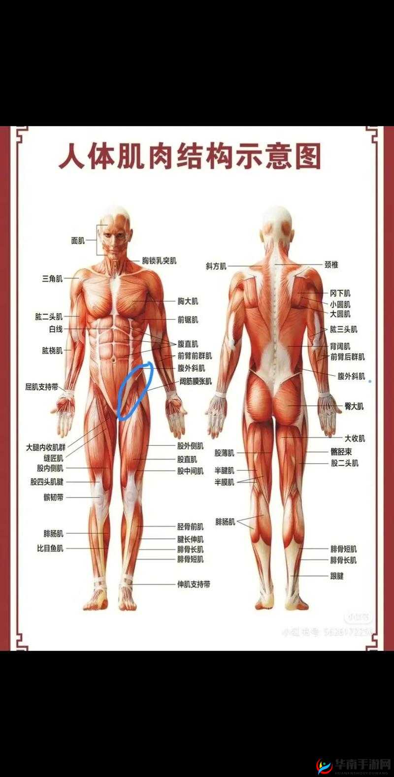 躺在床上高抬腿大腿根部疼到底是怎么回事呢